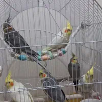 پرنده|پرنده|تهران, خواجه نصیر طوسی|دیوار