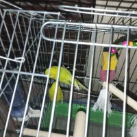 مرغ عشق هلندی|پرنده|ارومیه, |دیوار