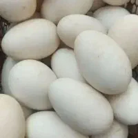 تخم قو غاز محلی