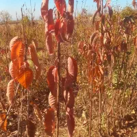 نهال|خدمات باغبانی و درختکاری|نیشابور, فضل|دیوار