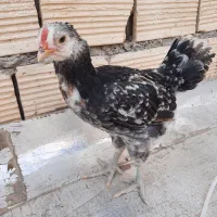 نیمچه خروس دورگ