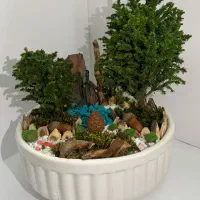 بنسای های طبیعی