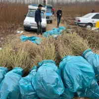 پیشفروش نهال گردو فرنور|خدمات باغبانی و درختکاری|شاهرود (اردبیل), |دیوار