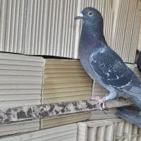 ۳تا کفتر زاجر فروشی|پرنده|اشکذر, |دیوار