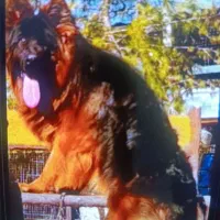 سگ ژرمن اصیل و بسیار زیبا جهت کشش