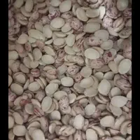 ۶تن لوبیا چیتی