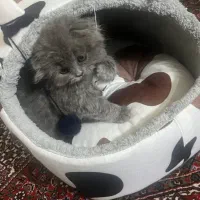 گربه اسکاتیش رنگ چشم عسلی