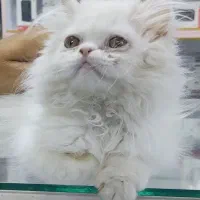 بچه گربه سفید پرشین