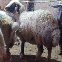 یک راس شک آبستن قیمت 18میلیون|حیوانات مزرعه|گوآور, |دیوار