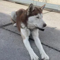 سگ هاسکی گلد کمیاب|سگ|شیراز, تندگویان|دیوار