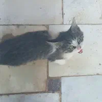 واگذاری گربه، رفسنجان|گربه|رفسنجان, |دیوار