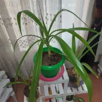 گل ذرتی|گل و گیاه طبیعی|شیراز, شهرک مطهری|دیوار