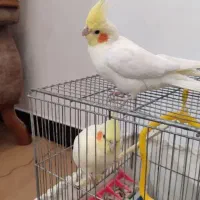 دوتا عروس هلندی|پرنده|دابودشت, |دیوار