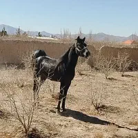 اسب|اسب و تجهیزات اسب‌سواری|شهرضا, |دیوار