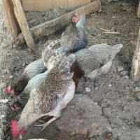 تخم مرغ طوس|حیوانات مزرعه|فاضل آباد, |دیوار