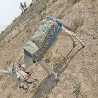 الاغ ماده جوان وسر حال