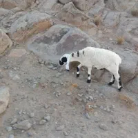گوسفند مری