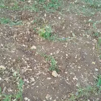 زمین کشاورزی