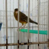 پرنده مست و شلاق