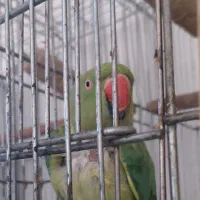 طوطی ملنگو|پرنده|نقده, |دیوار