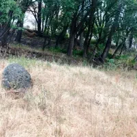 خرید انواع چوب|خدمات باغبانی و درختکاری|اهر, |دیوار