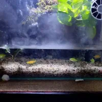 آکواریوم ، پالوداریم