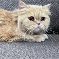 گربه پرشین|گربه|قوچان, |دیوار