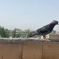 چند عدد کبوتر.|پرنده|امیدیه, |دیوار