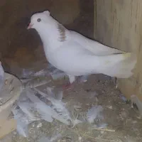 کبوتر طوقی