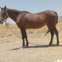 اسب مادیون درشور . شکم پور درجه یک|اسب و تجهیزات اسب‌سواری|شیراز, حومه شیراز|دیوار