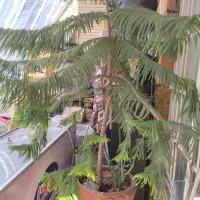 فروش گل زینتی|گل و گیاه طبیعی|یاسوج, |دیوار