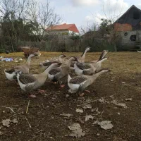 قو غاز نر و ماده