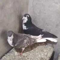 کبوتر شهری|پرنده|مرودشت, نقش رستم|دیوار