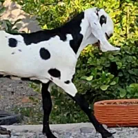 کهر نر پنجاب اصل درجه یک موقعیت جیرفت