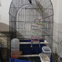 عروس هلندی سخنگو|پرنده|تهران, شهرک رضویه|دیوار