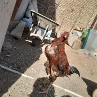 خروس لاری و جوجه لاری|حیوانات مزرعه|زاهدان, |دیوار