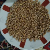 گندم رقم ،  n8019