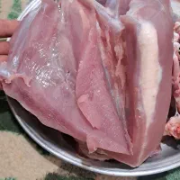 بوقلمون گوشتی طبیعی|حیوانات مزرعه|الشتر, |دیوار