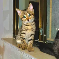 گربه مصری