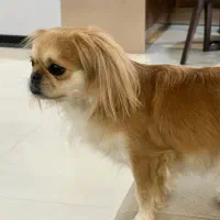 واگذاری سگ ماده پیکینیز شیواوا