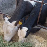 10راس  گوساله نر|حیوانات مزرعه|محمدیه-قزوین, |دیوار