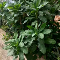 گل و کاکتوس|گل و گیاه طبیعی|چهاردانگه (تهران), |دیوار