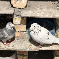 جفتگاه