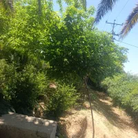 نیازمند نیروی فضای سبز