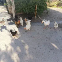 فروش مرغ و خروس زینتی محلی