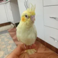 طوطی عروس هلندی نر با قفس