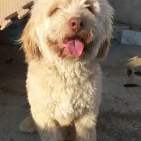 برفی شیتزو|سگ|گرگان, |دیوار