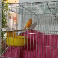 فروش قناری|پرنده|آباده, |دیوار