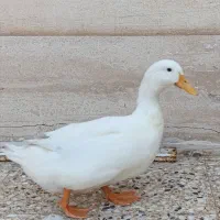 فروش چهار عدد اردک