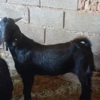 کره